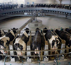“Una macrogranja con 20.000 vacas en Soria colapsaría el desarrollo rural de Euskal Herria”
