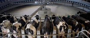 “Una macrogranja con 20.000 vacas en Soria colapsaría el desarrollo rural de Euskal Herria”