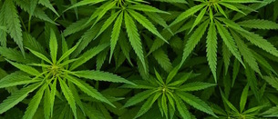 ¿Qué panorama legal tiene los clubes de cannabis en Euskal Herria?