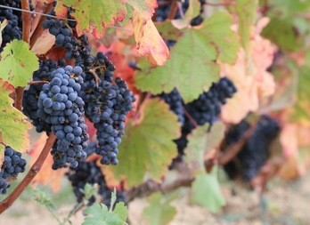 La bodega Luis Cañas cultiva 320 hectáreas de viñedo en Eskuernaga. (Gotzon ARANBURU)