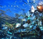 El plástico sigue acumulándose en el Oceano y afecta ya a la cadena trófica