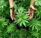 ¿Para cuándo una regulación legal del consumo de cannabis?