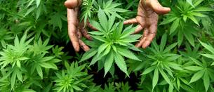 ¿Para cuándo una regulación legal del consumo de cannabis?