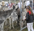 Una parcela de Agustinos acogerá el día 7 la feria de ganado equino