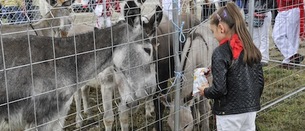 Una parcela de Agustinos acogerá el día 7 la feria de ganado equino