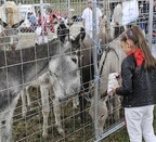 La Feria de Ganado Equino reúne 653 cabezas en Agustinos