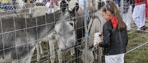 La Feria de Ganado Equino reúne 653 cabezas en Agustinos