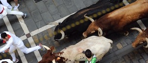 Dos toros caídos en el último tramo frenan el vertiginoso encierro de los Jandilla