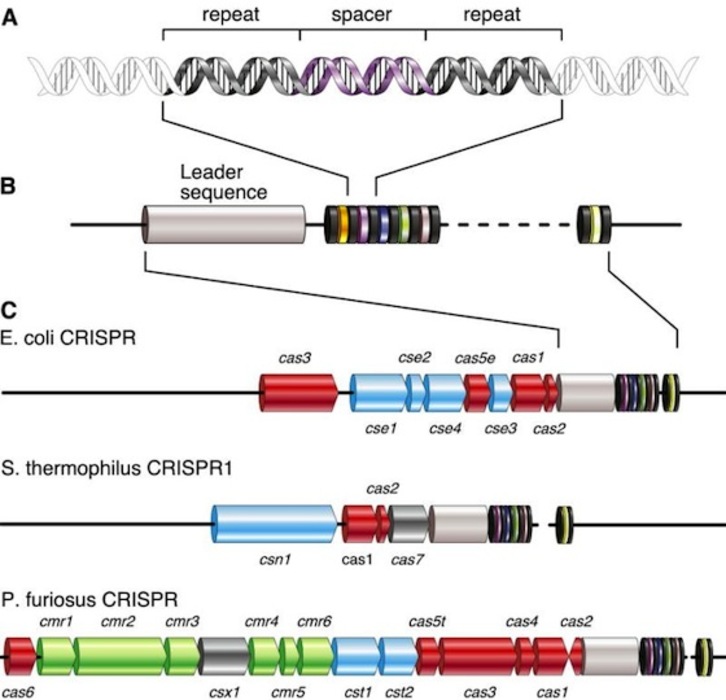 CRISPR teknika