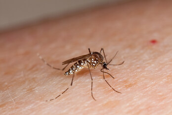  Los mosquitos Aedes aegypti son los que transmiten el dengue. 