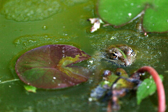 Algunas especies de ranas tropicales emiten ultrasonidos como método de defensa.