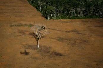Deforestación del Amazonas debida a las plantaciones de soja para alimentación de ganado.