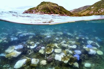 Imagen que muestra coral muerto y blanqueado en la Gran Barrera de Coral.